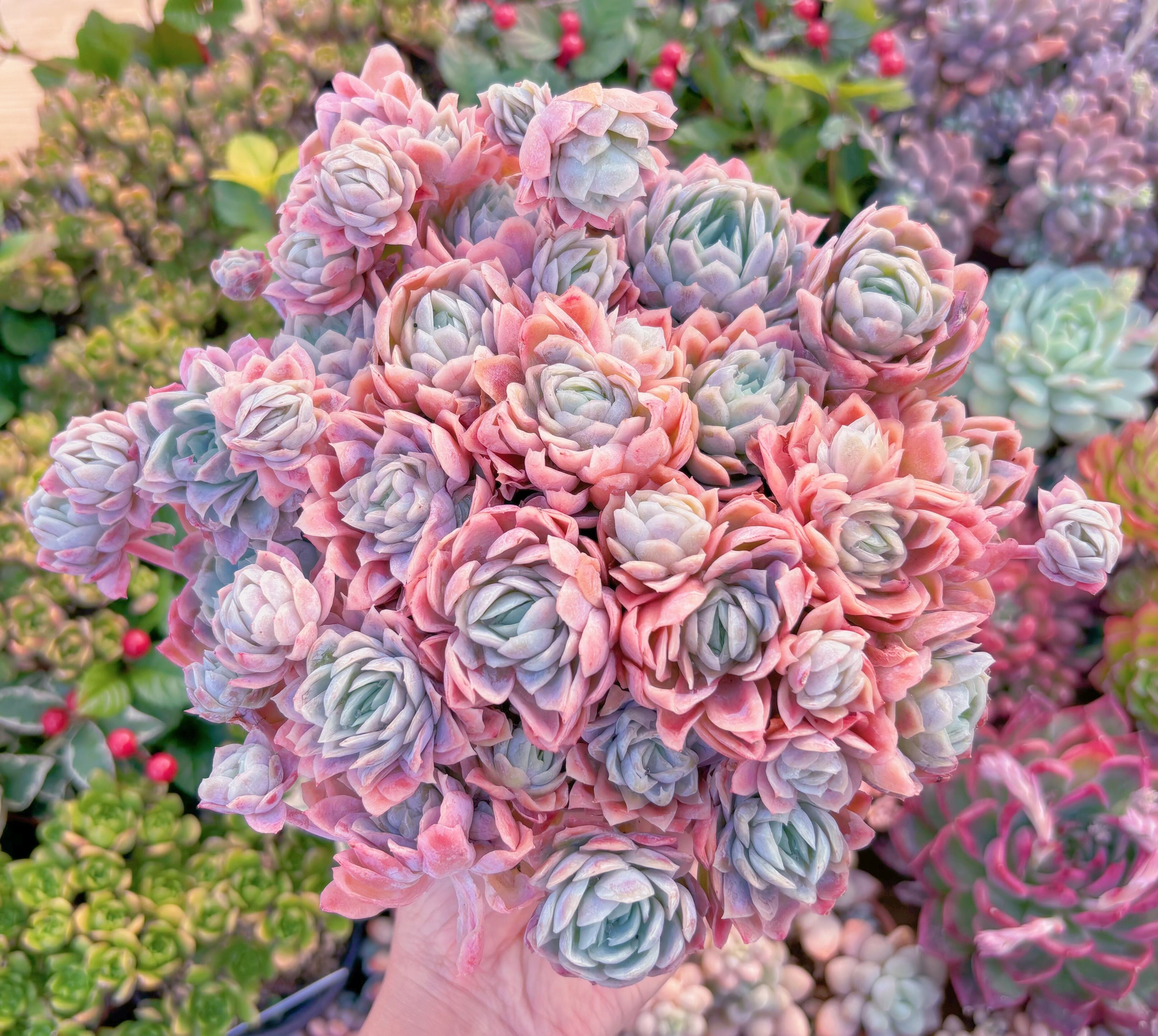 現品　クィーンローズ覆輪錦#629　特特大群生　新入荷