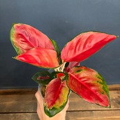 アグラオネマ レッドドラゴン【38】