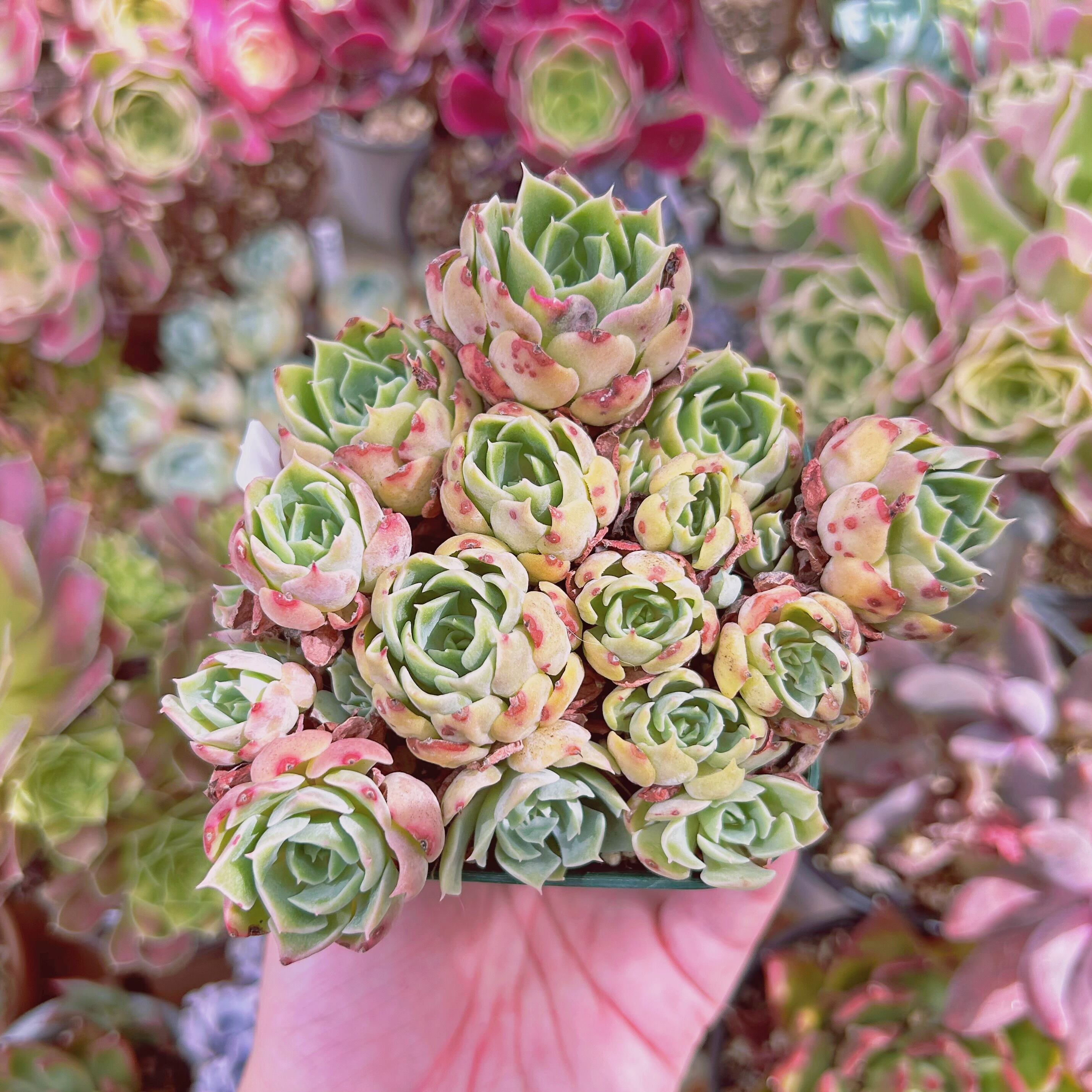 #856現物　多肉植物　デザートローズ　特大