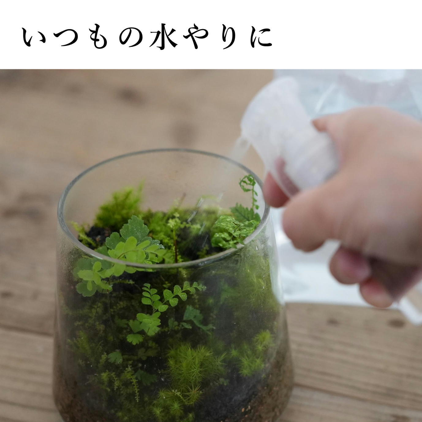 まとめてお得】苔テラリウムの水 1,000ml入り ◇3パックセット | 苔