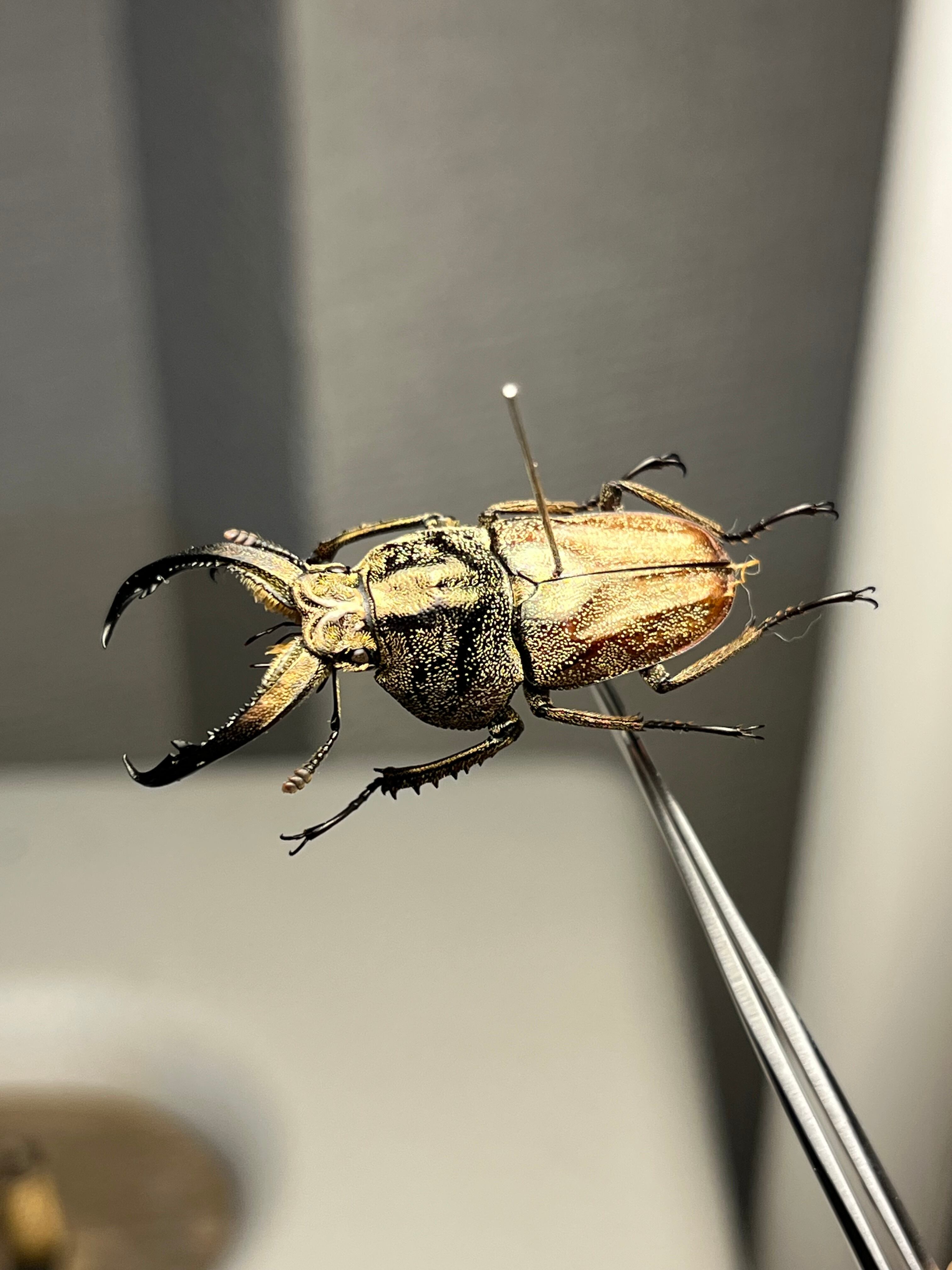 34mm♂】リンデコフキクワガタ 標本 ババオウゴンオニクワガタ ドウ