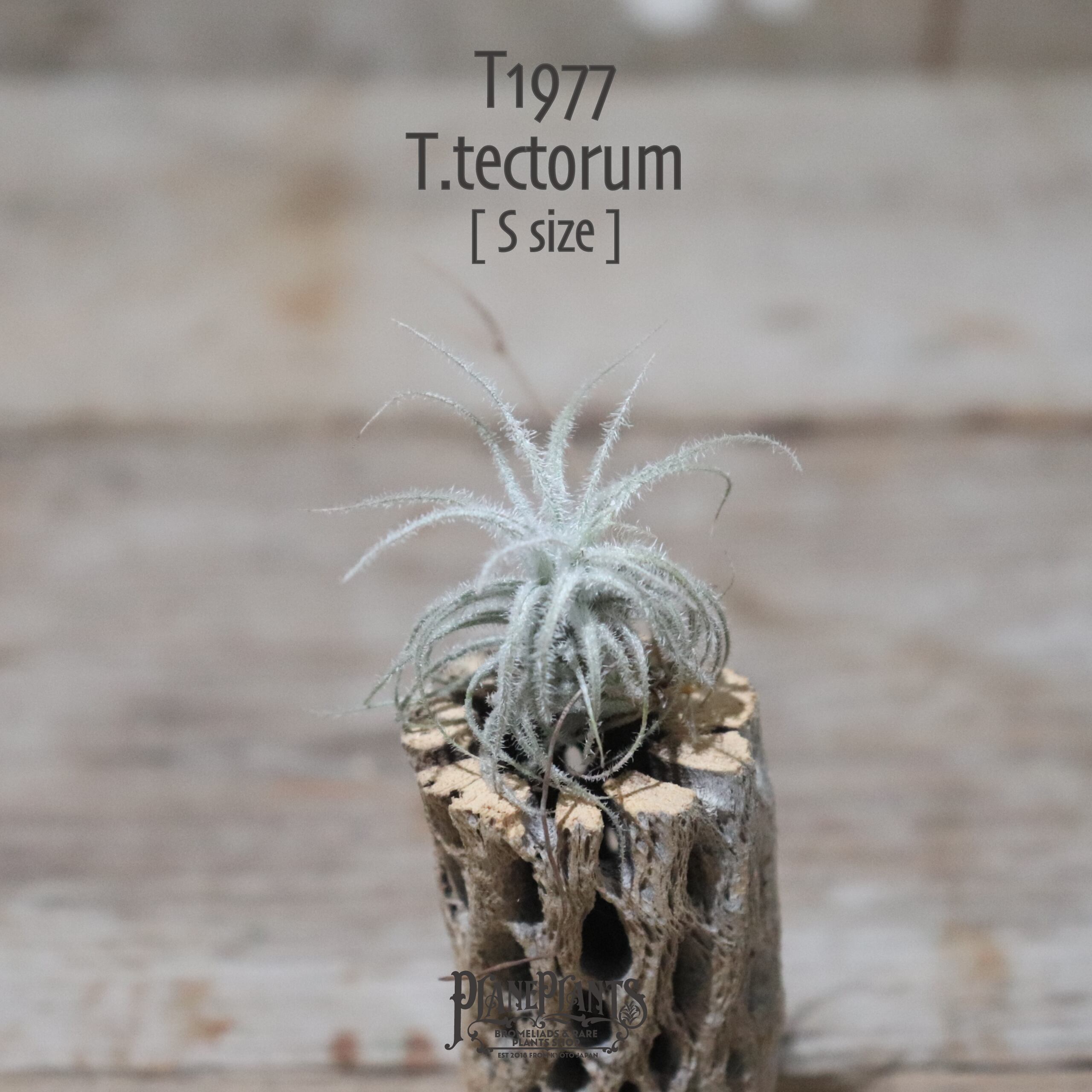 【送料無料】テクトラム S〔エアプランツ〕現品発送T1977
