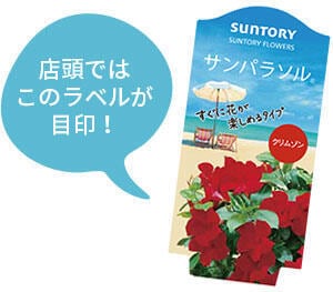 サンパラソル クリムゾン | 花のとびつか サンパラソル クリムゾン | 花のとびつか