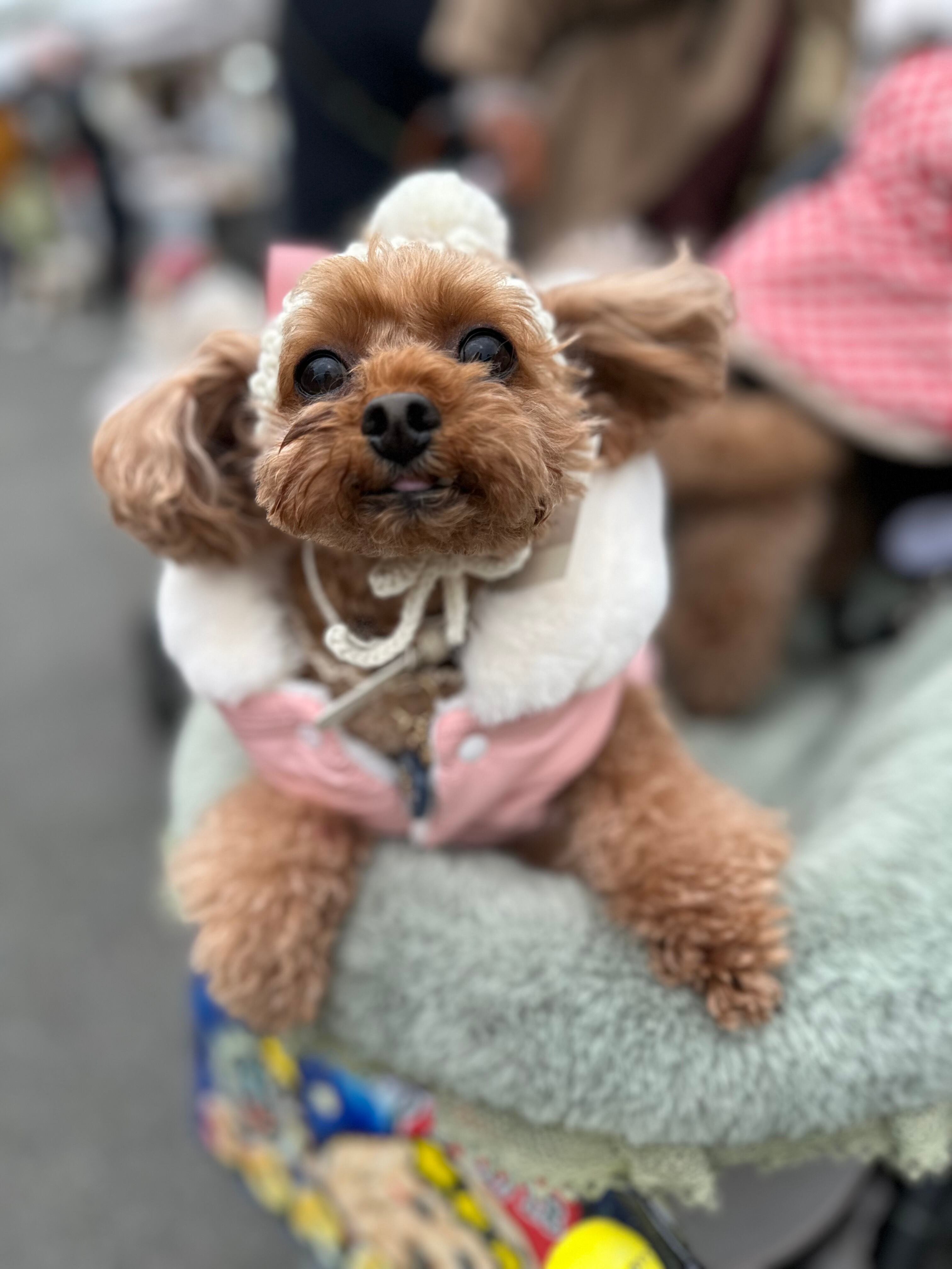 【即納】サンタボンネットMサイズ