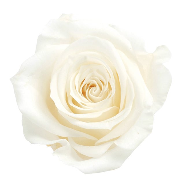 推し色薔薇〈ピュアホワイト〉