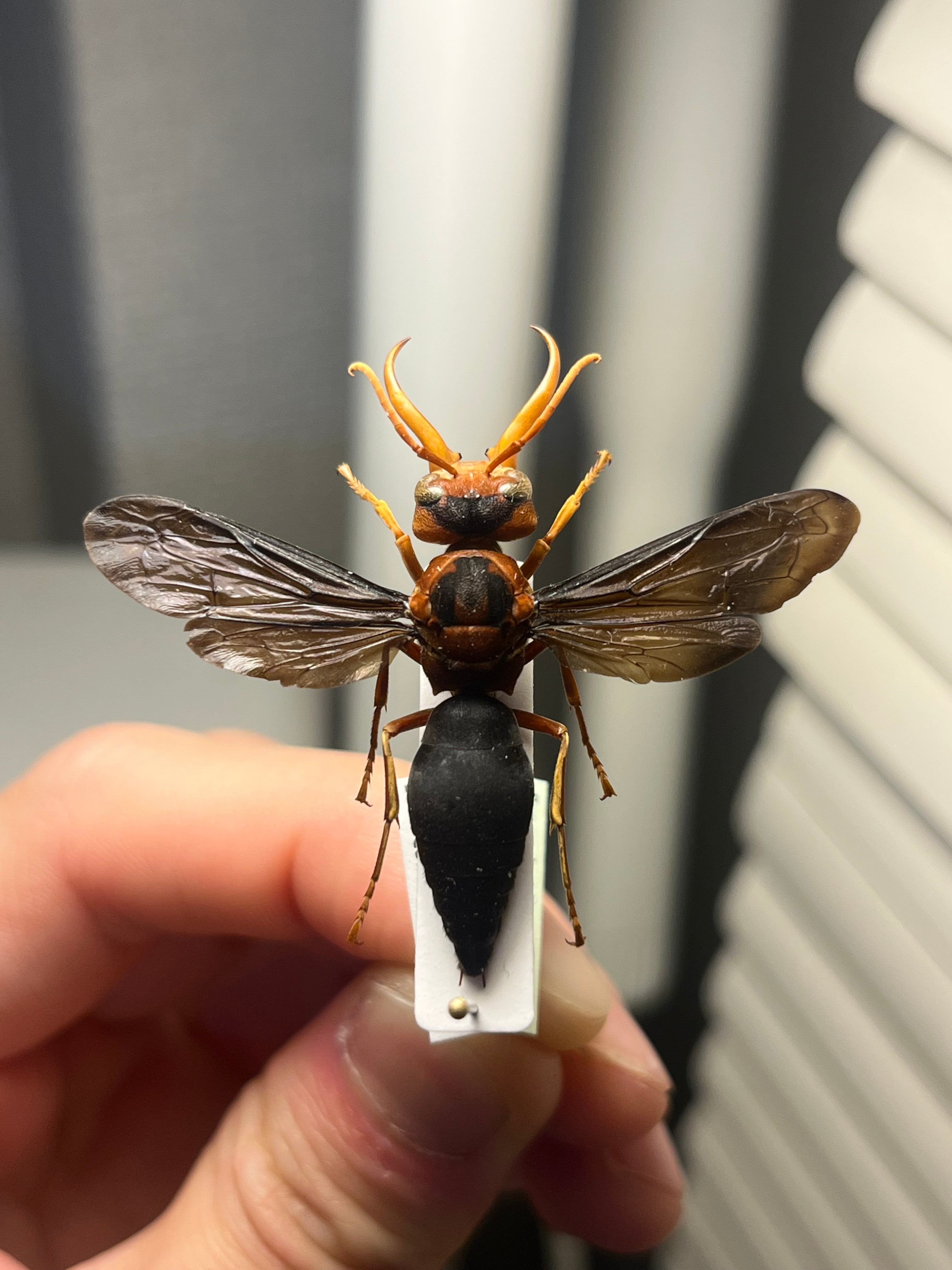 極美展足】オオキバドロバチ タランチュラホーク バードイータームカデ