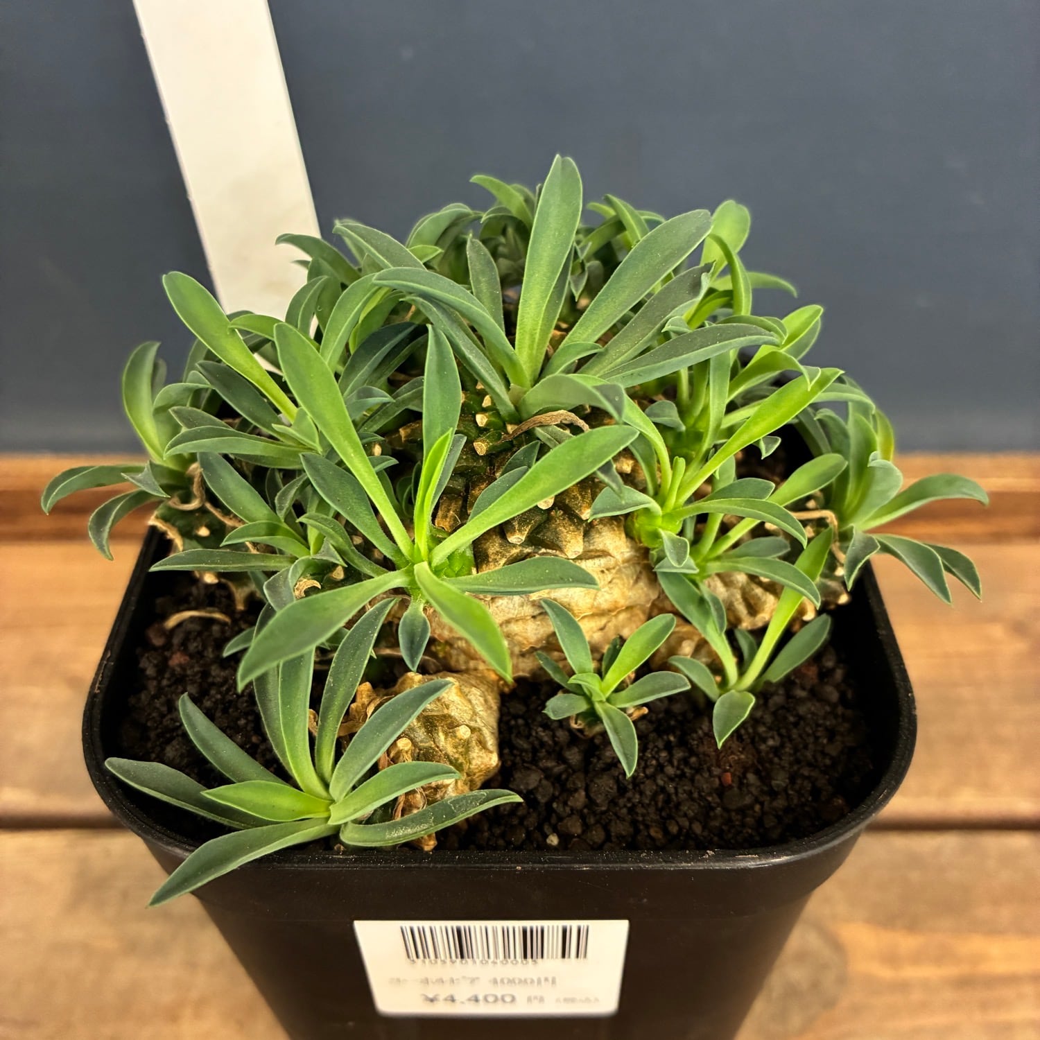 多肉植物 | PROTOLEAF プロトリーフ