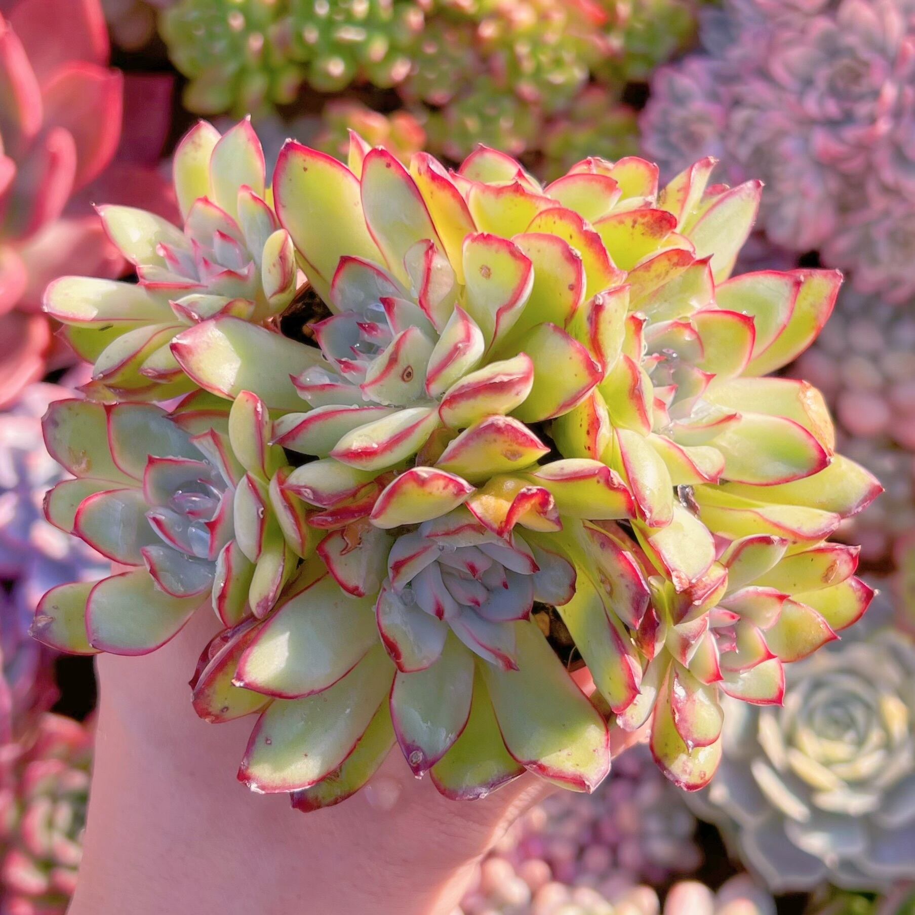 現品　メキシコプリトニス#799    群生　訳あり　るる農園