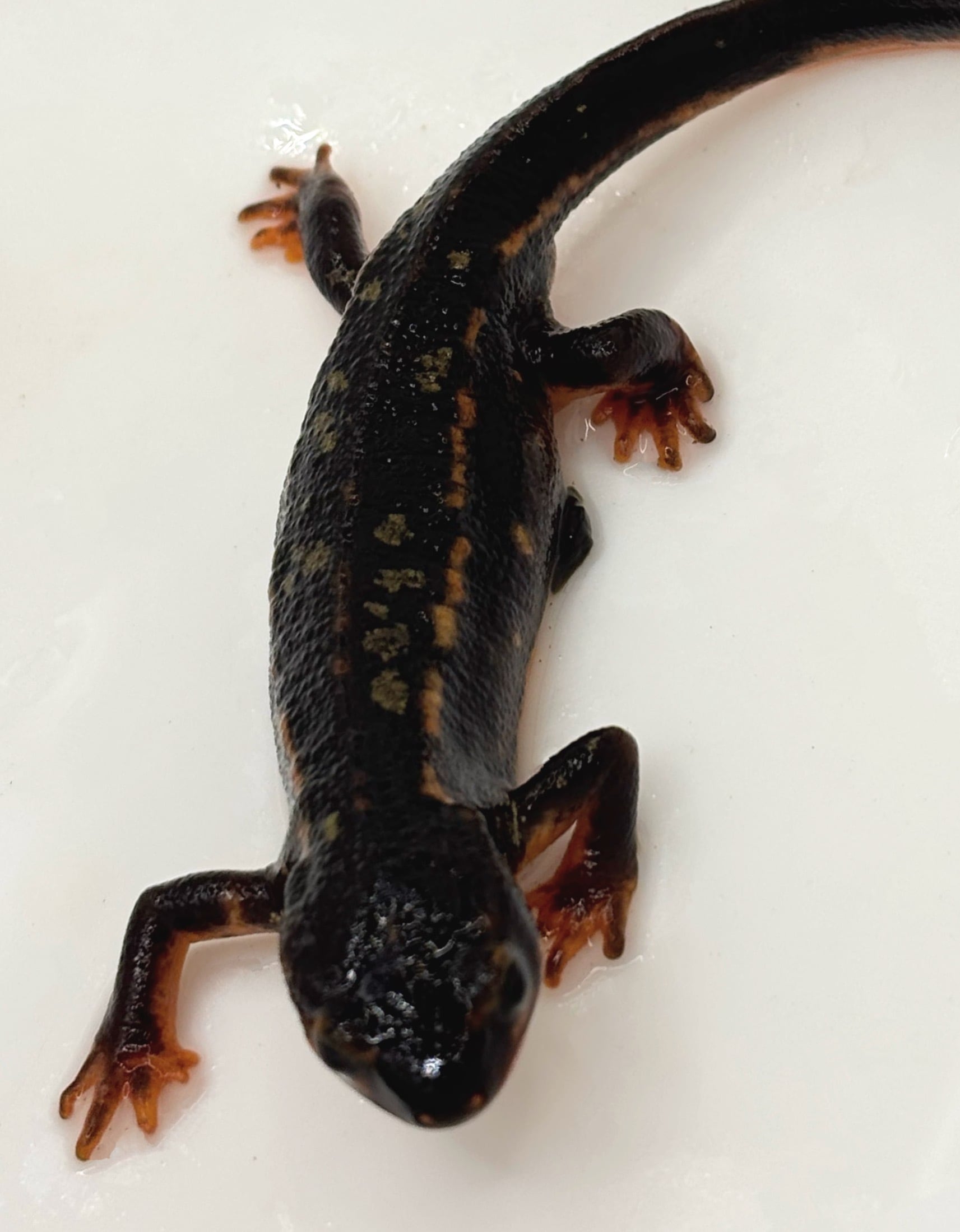 イモリ | まるころ商店〜まるくてころころした生き物を販売するお店〜