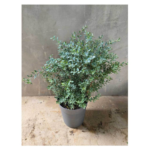 Vaccinium darrowii 'Indigo Blue'