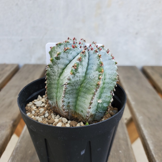 【白衣タイプ】 ①からのカキコ #2 Euphorbia horrida ユーフォルビア ホリダ