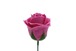 パステルバラT-P8 濃ピンク (15輪入りor25輪入り)