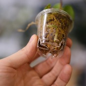 【実生】Anthurium Carlablackiae / アンスリウム カーラブラッキー⑧│観葉植物