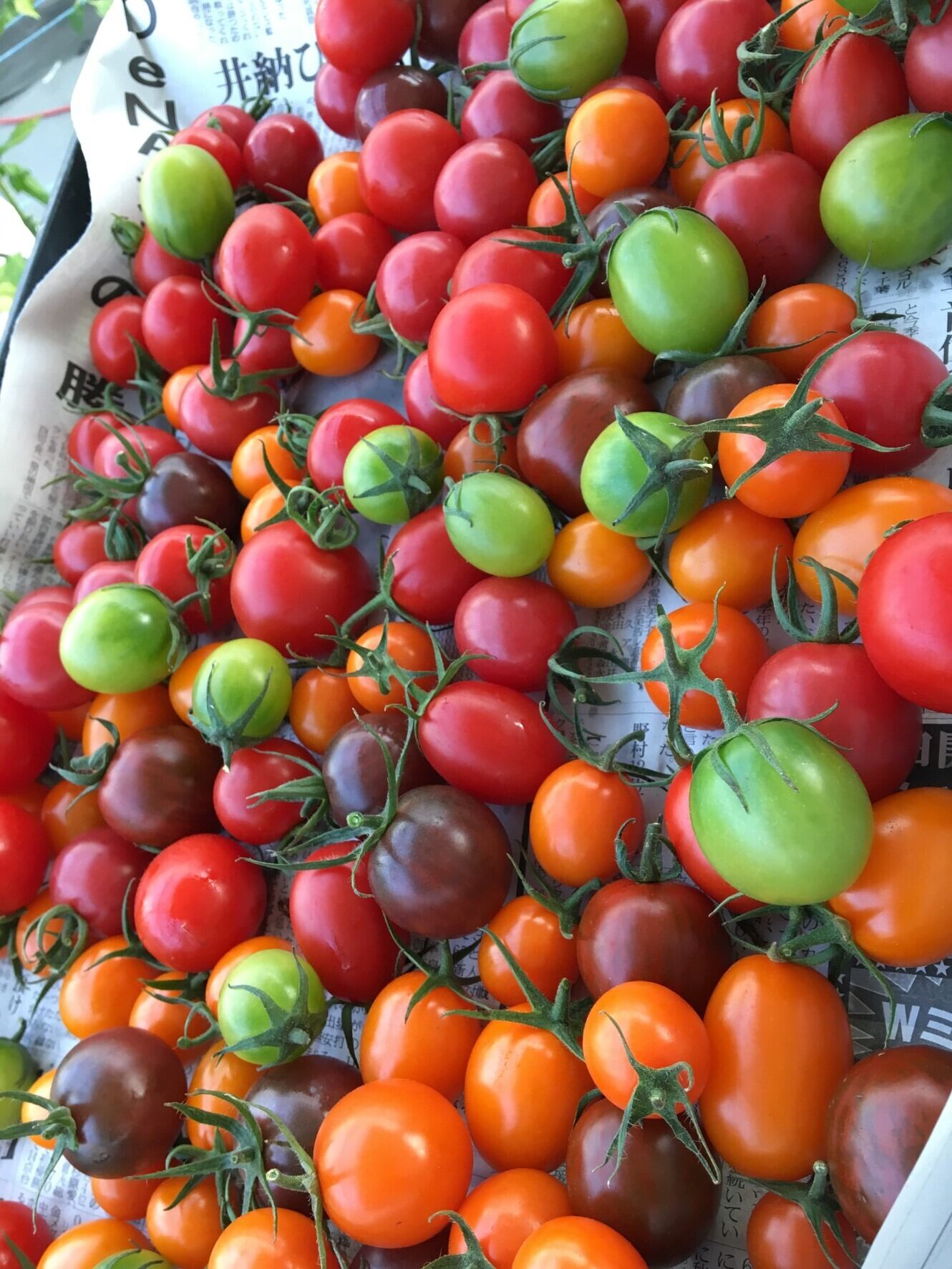 TomatoFarm 西農園