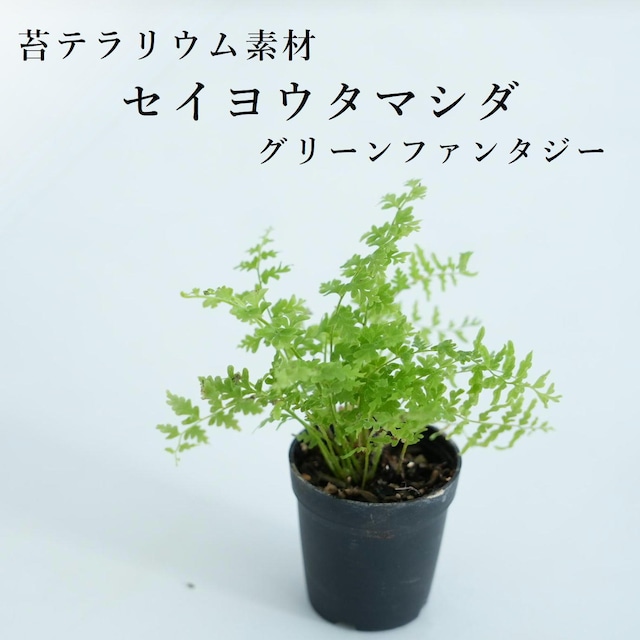 セイヨウタマシダ ”グリーンファンタジー”（シダ植物）苔テラリウム作製用素材