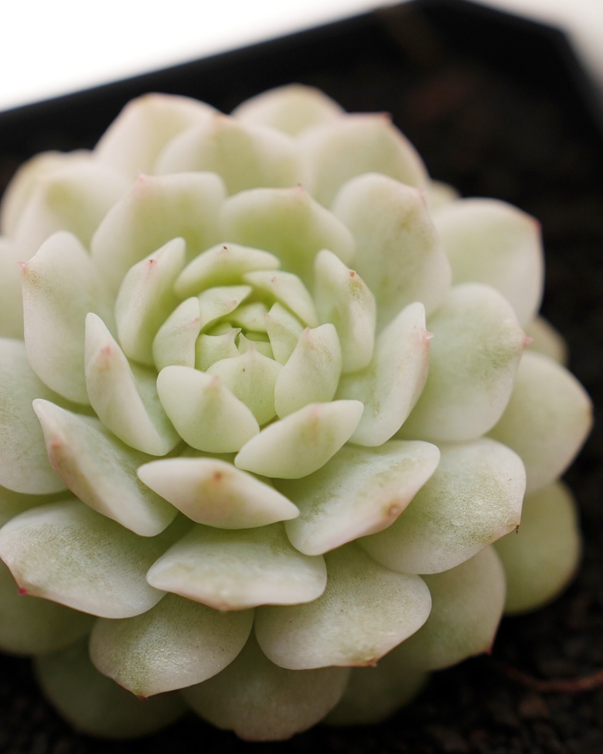 カット苗 静夜錦 Echeveria derenbergii f.variegata | PUKUBOOK