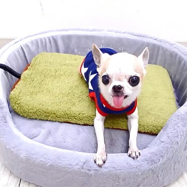 遠赤外線 2WAYテキオン ヒーター 角型 Mサイズ(チワワ 小型犬 ペット
