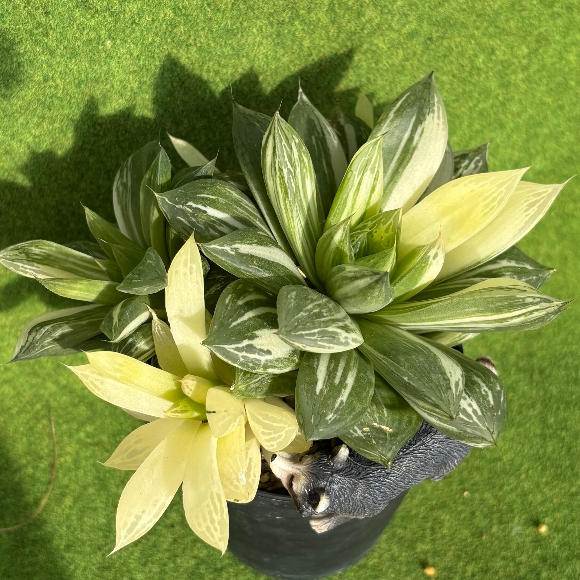 多肉植物 豆彦商店