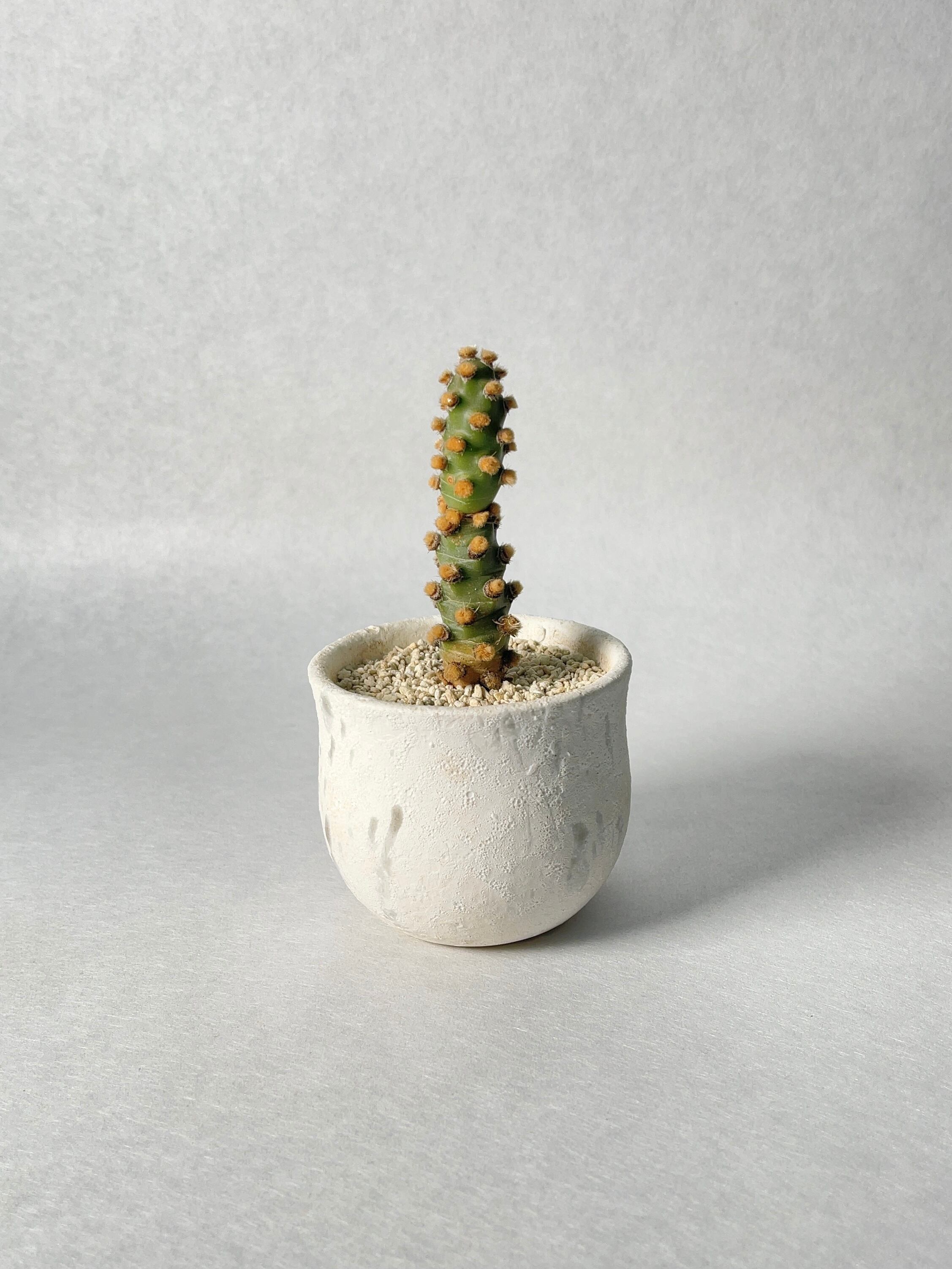 サボテン テフロカクタス モリネンシス① 妖鬼殿 molinensis カキコ