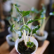 <SELECT STOCK> Alocasia 'Holy Grail'|アロカシア・ホーリーグレイル|観葉植物