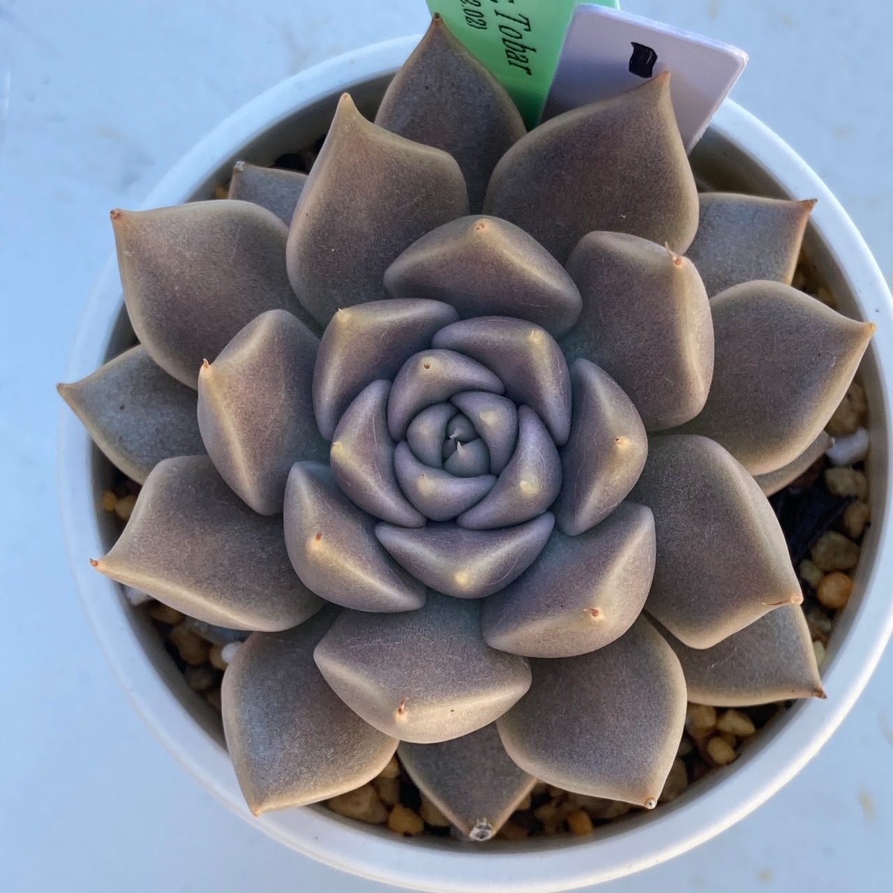 【現物商品】ECHEVERIA tobarensis,Tobar ① 原種 実生苗
