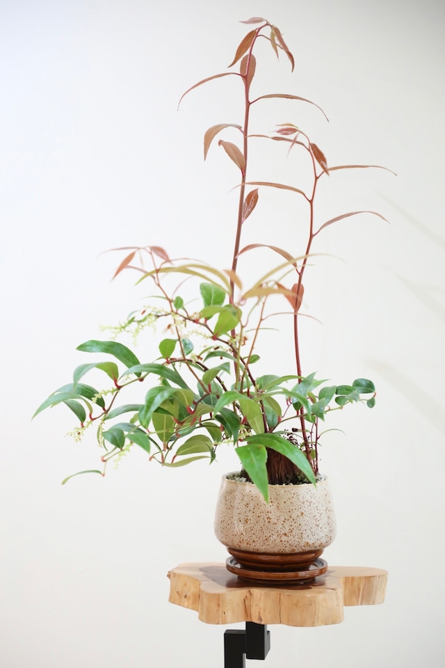 【M】西洋イワナンテン アキシラリス/ Leucothoe axillaris Curly Red※陶器鉢付き