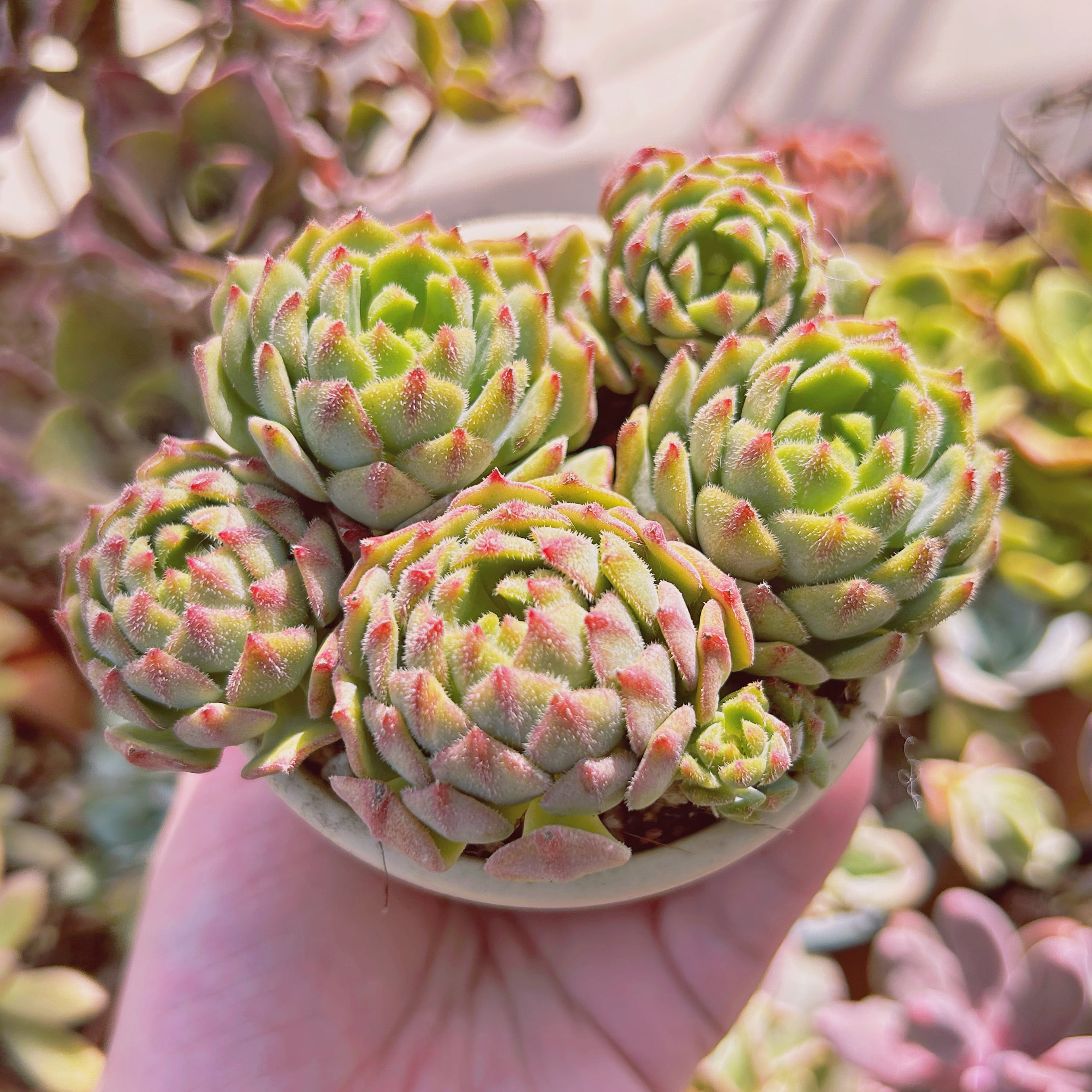 現物 多肉植物 美尼王妃晃(Echeveria 'Miniouhikou') 大群生 抜き苗