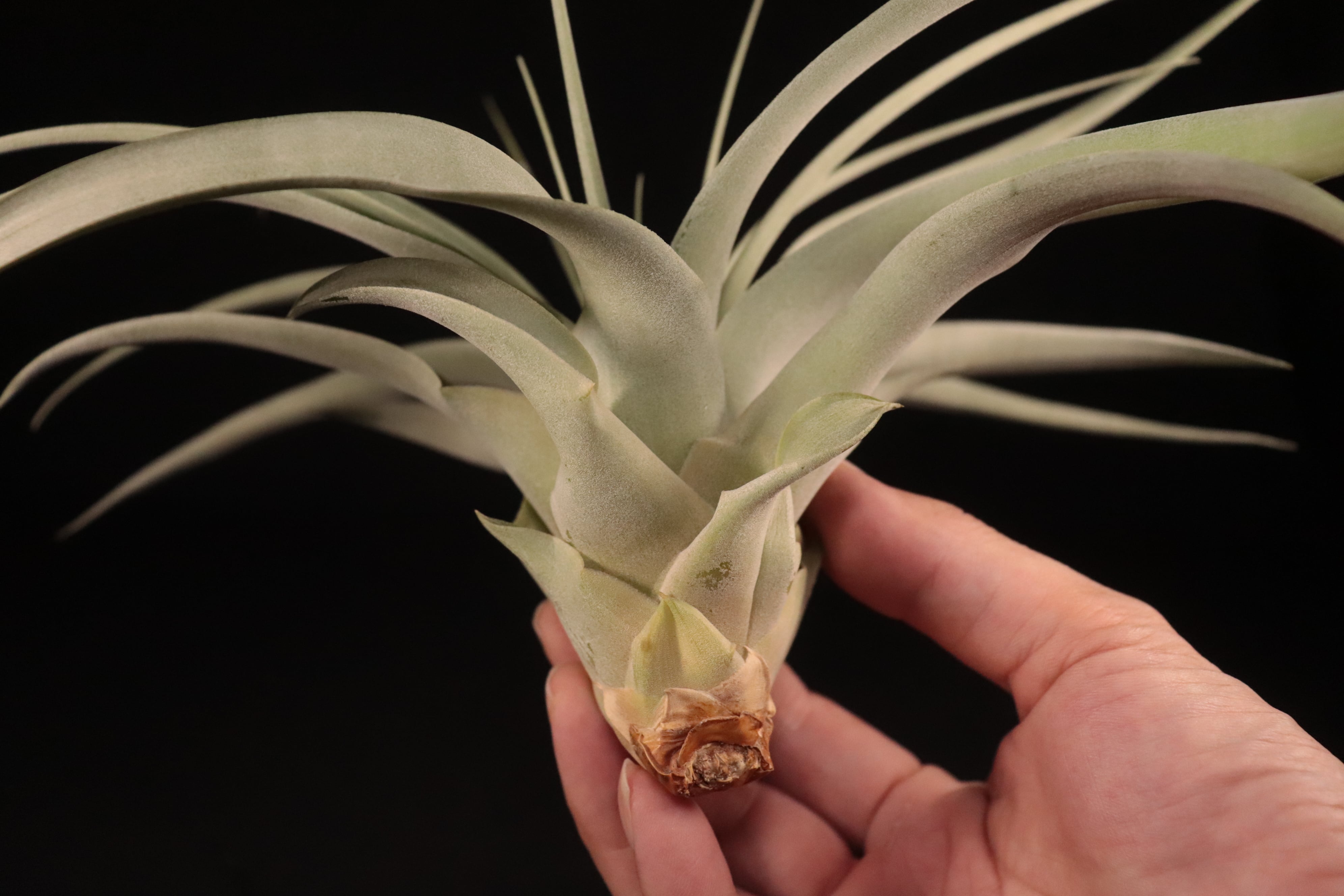 送料無料】(concolor × capitata) x xerographica (Pang Hybrid