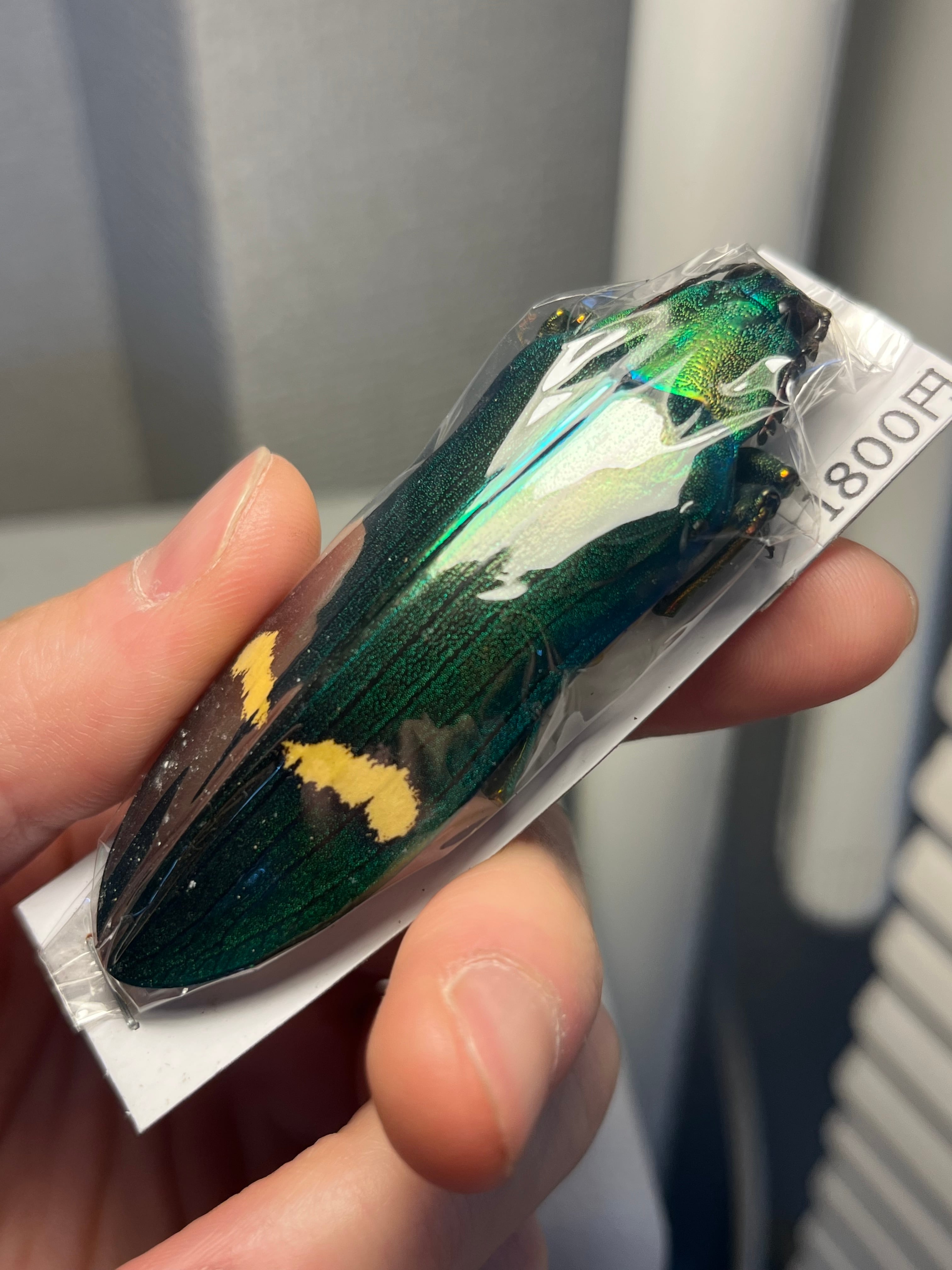 玉虫最大級】アラメオオルリタマムシ 標本 スハンダエプラチナコガネ