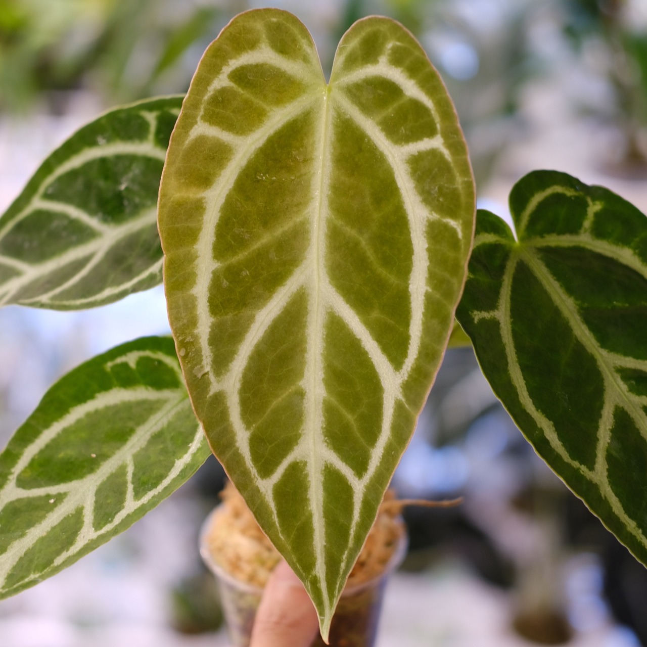 アンスリウム クリスタリナム × マグニフィカム⑤ / Anthurium