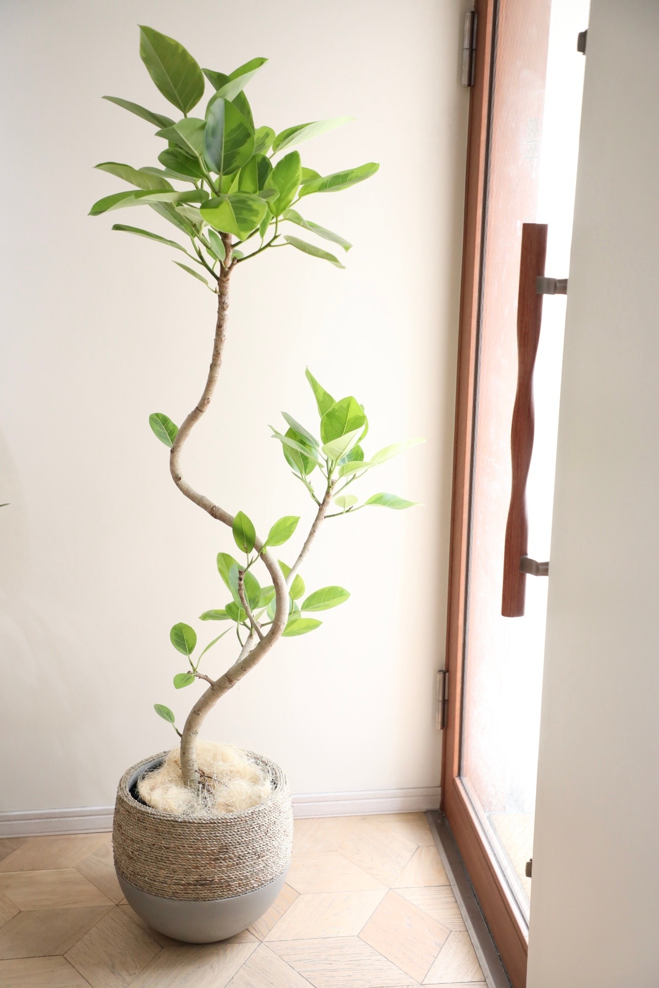 【L】【渋谷区周辺エリア/配送料無料】【160cm】フィカス アルテシマ/Ficus Altissima　※鉢カバー別