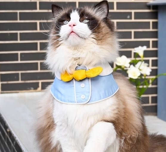 犬用 猫用 帽子 チョーカー おしゃれセット 犬用 猫用 帽子 チョーカー おしゃれセット