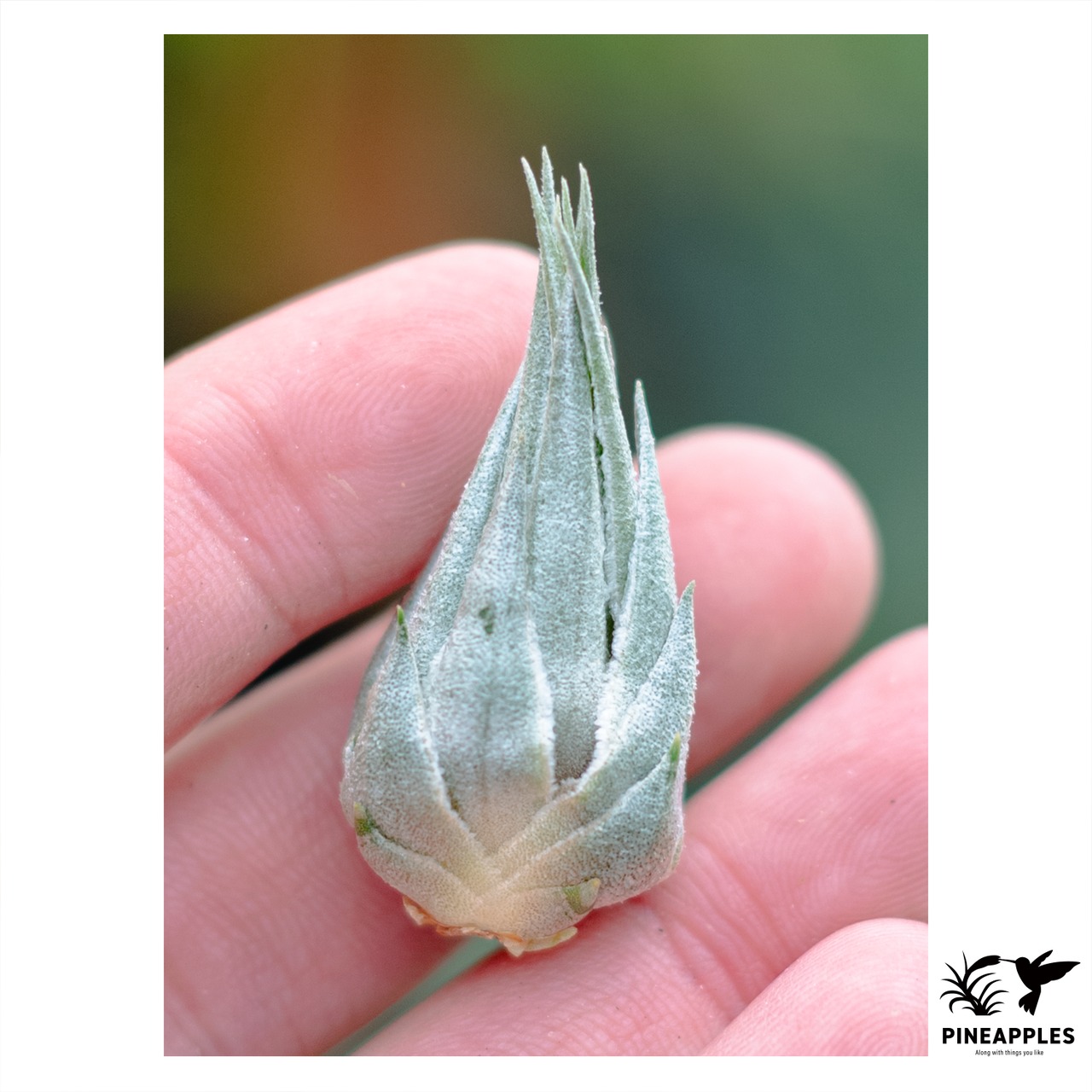 Tillandsia kautskyi (Long Flower Scape) - 1