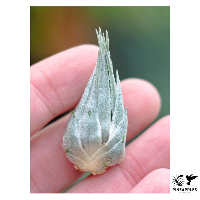 ティランジア（エアプランツ） | PINEAPPLES