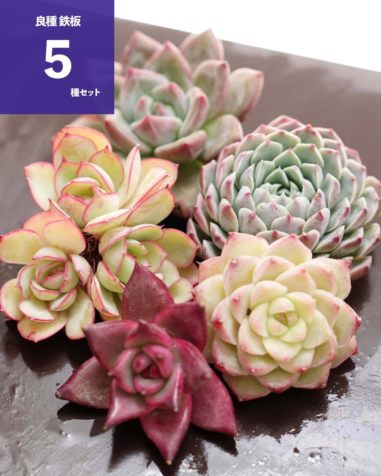 【セットD 良株厳選 鉄板 5種】ポエニーパビリオン/ピーチクイーン/シャンペーン 他 ※タグ無し