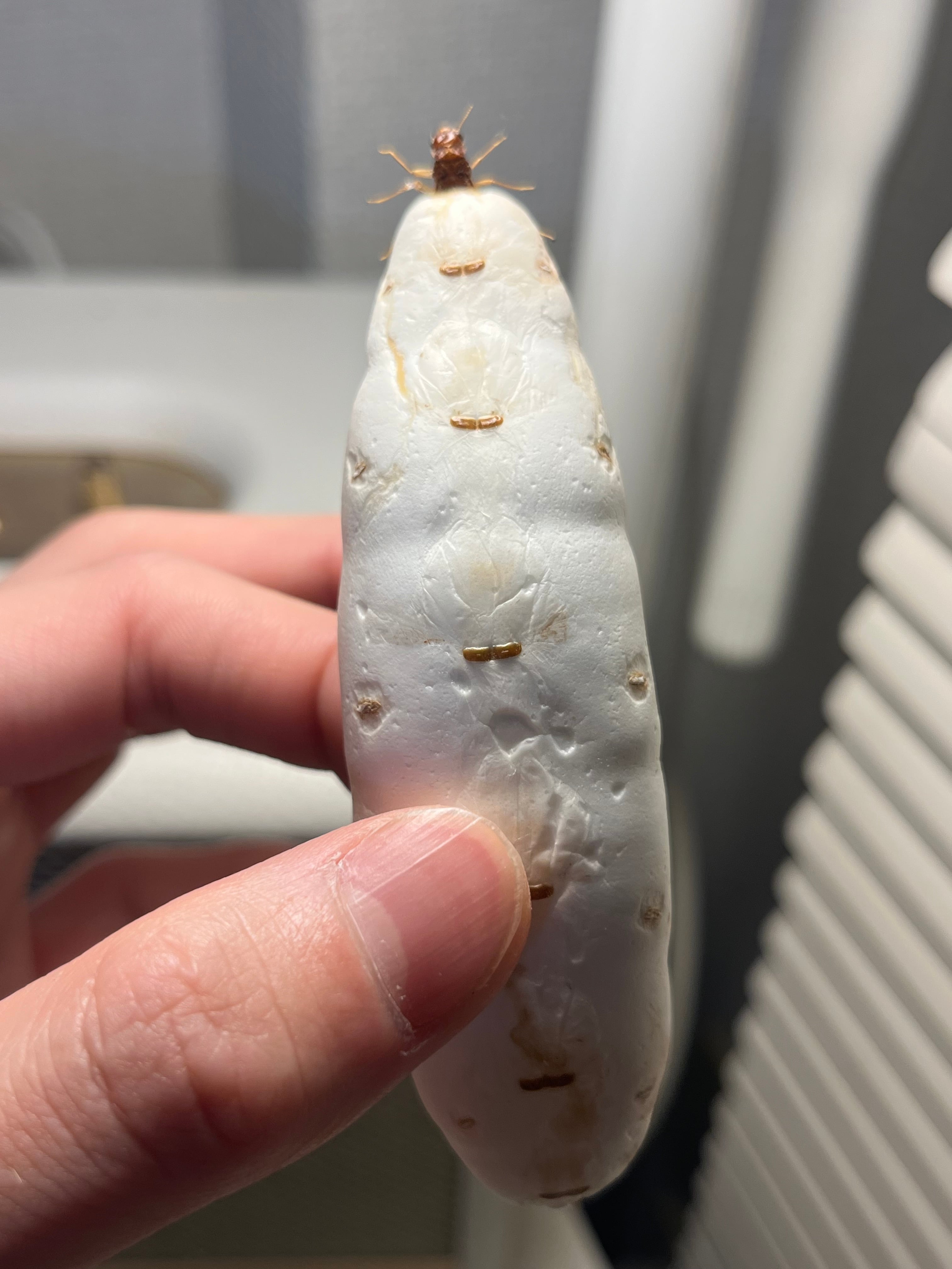 乾燥珍々】シロアリの女王標本 超巨大 液浸標本 昆虫標本 パラポネラ