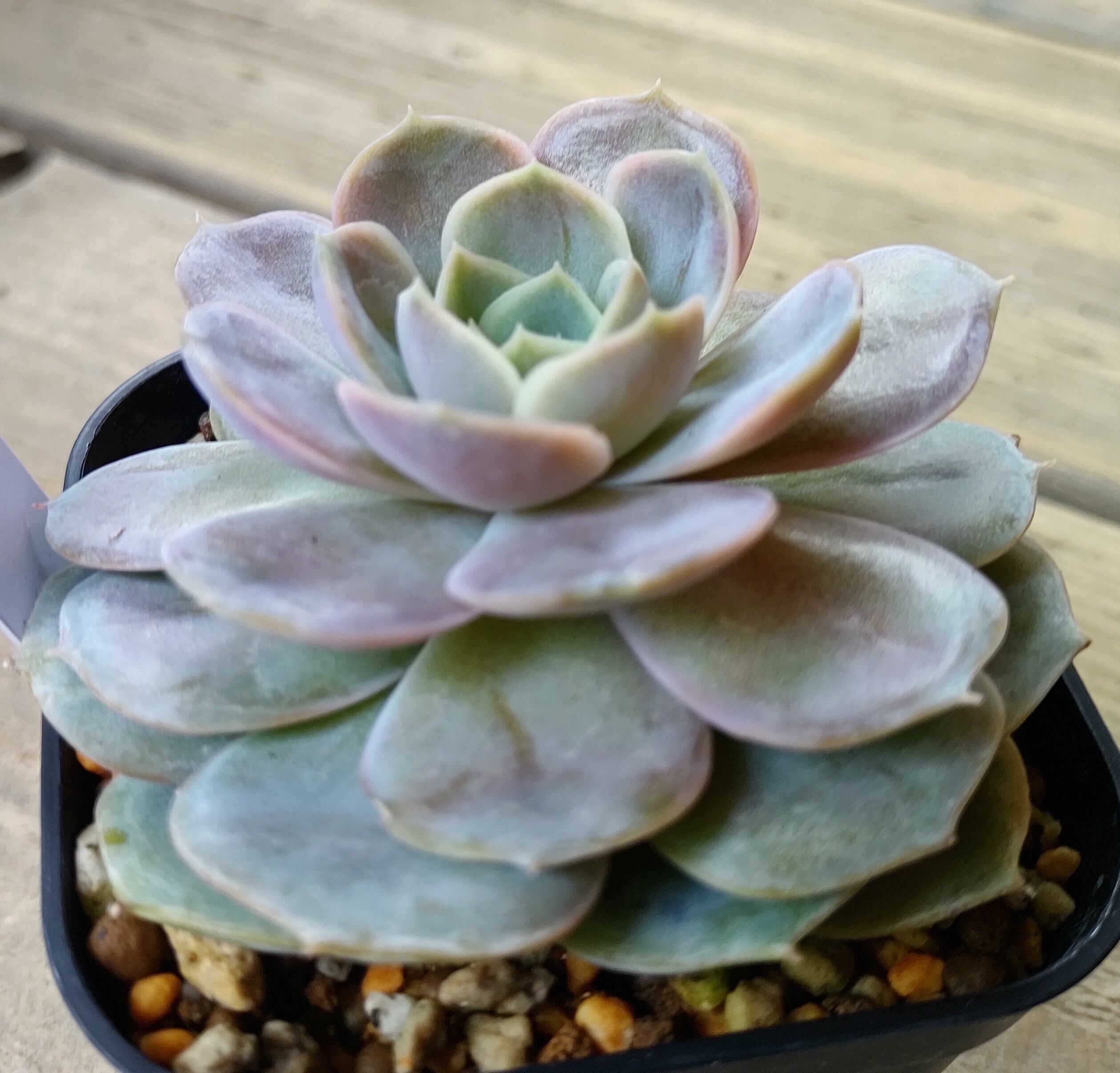 ブルーサプライズ | RuPo 多肉植物専門店