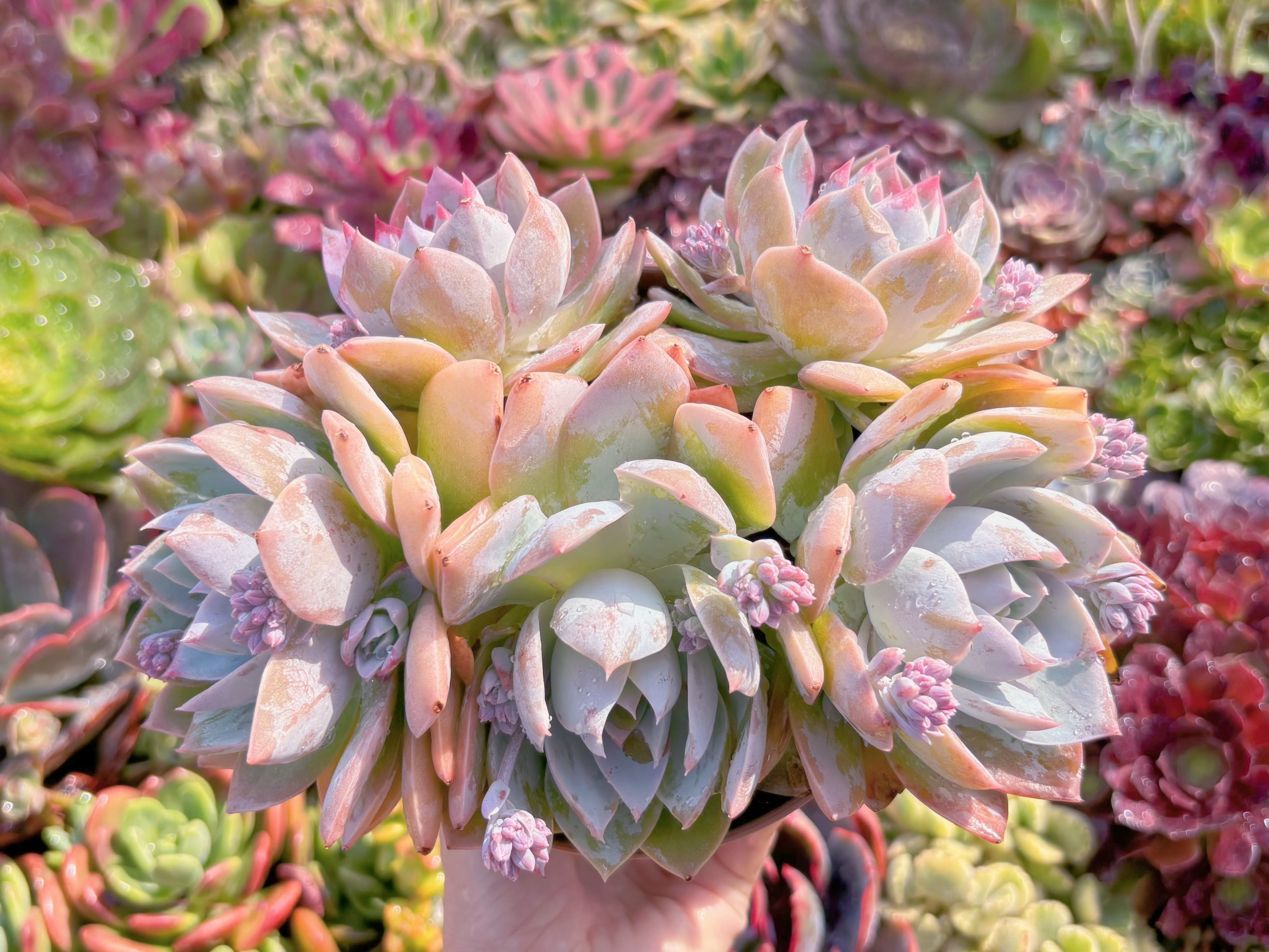 現品　Sedum suaveolens#A013　大群生　新入荷　るる農園