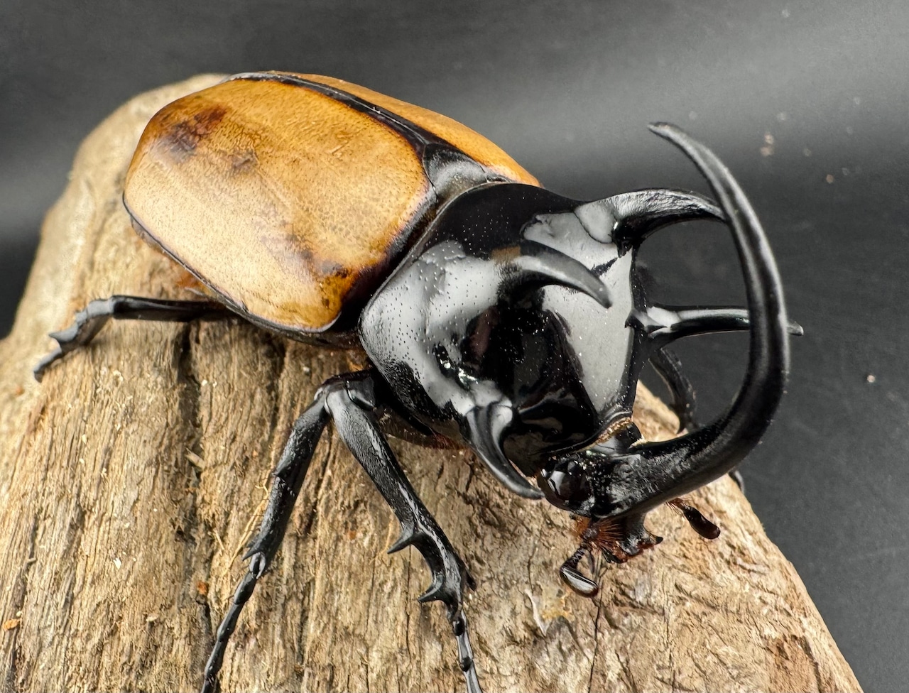 【WD】《ゴホンツノカブト原名亜種 ラオス産 76mm ペア》