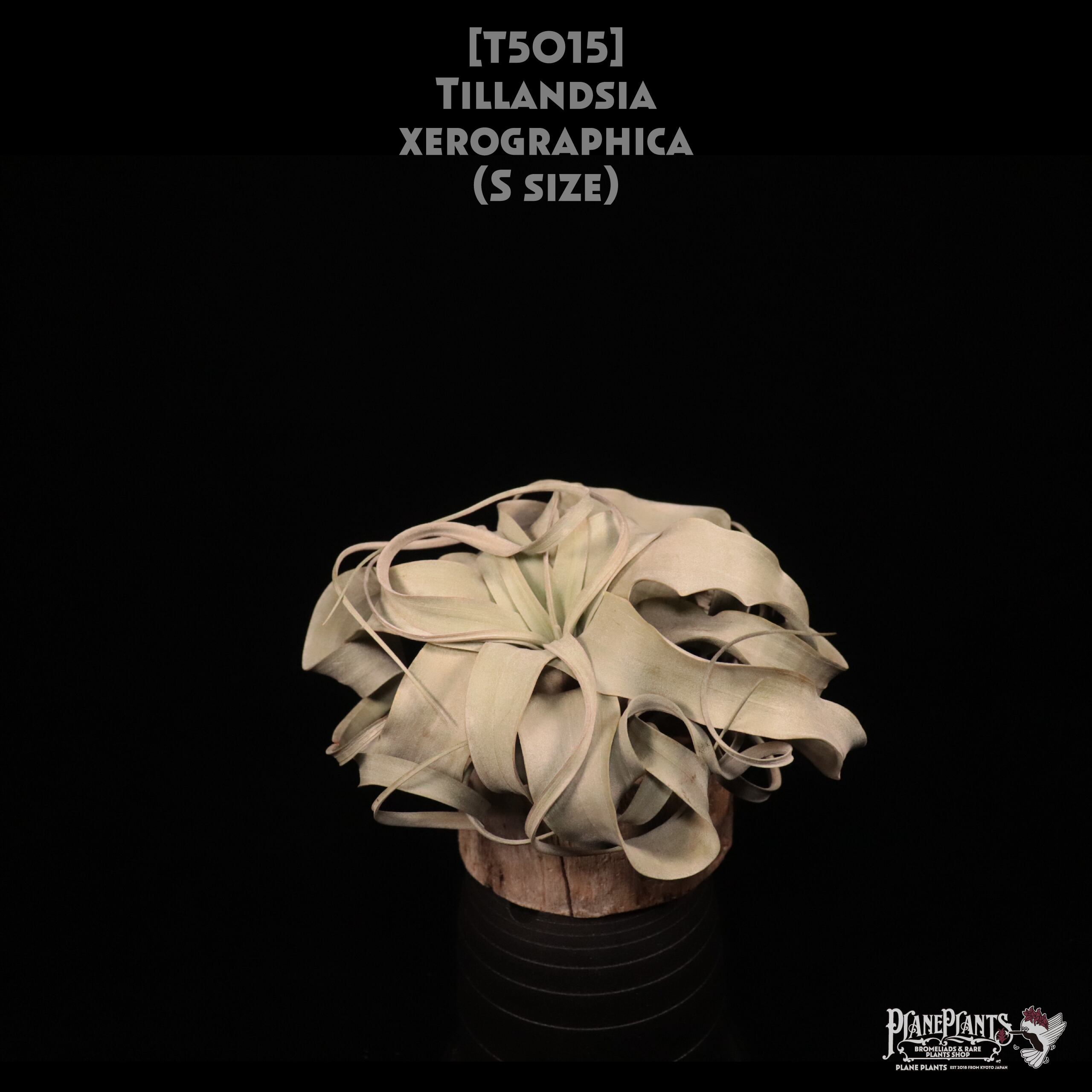 【送料無料】xerographica S〔エアプランツ〕現品発送T5015