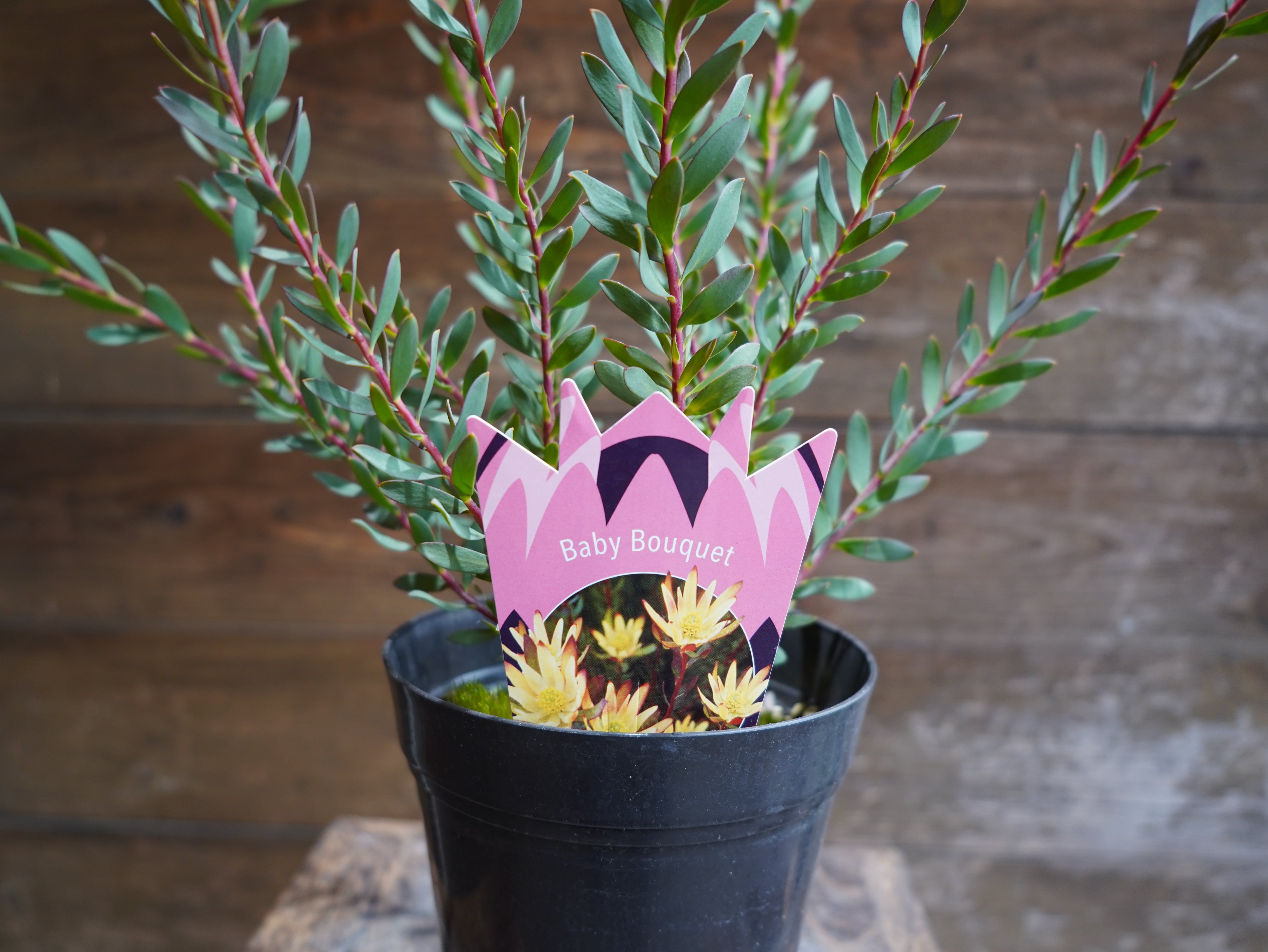 【現物】リューカデンドロン　”Baby Bouquet”