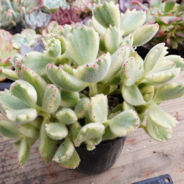 熊童子錦	F049