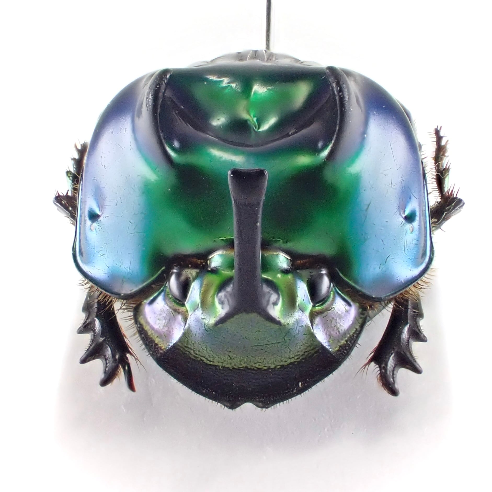 ブラジル産 Oxysternon palemo ♂ 15mm | 昆虫標本 Diggers & Rollers