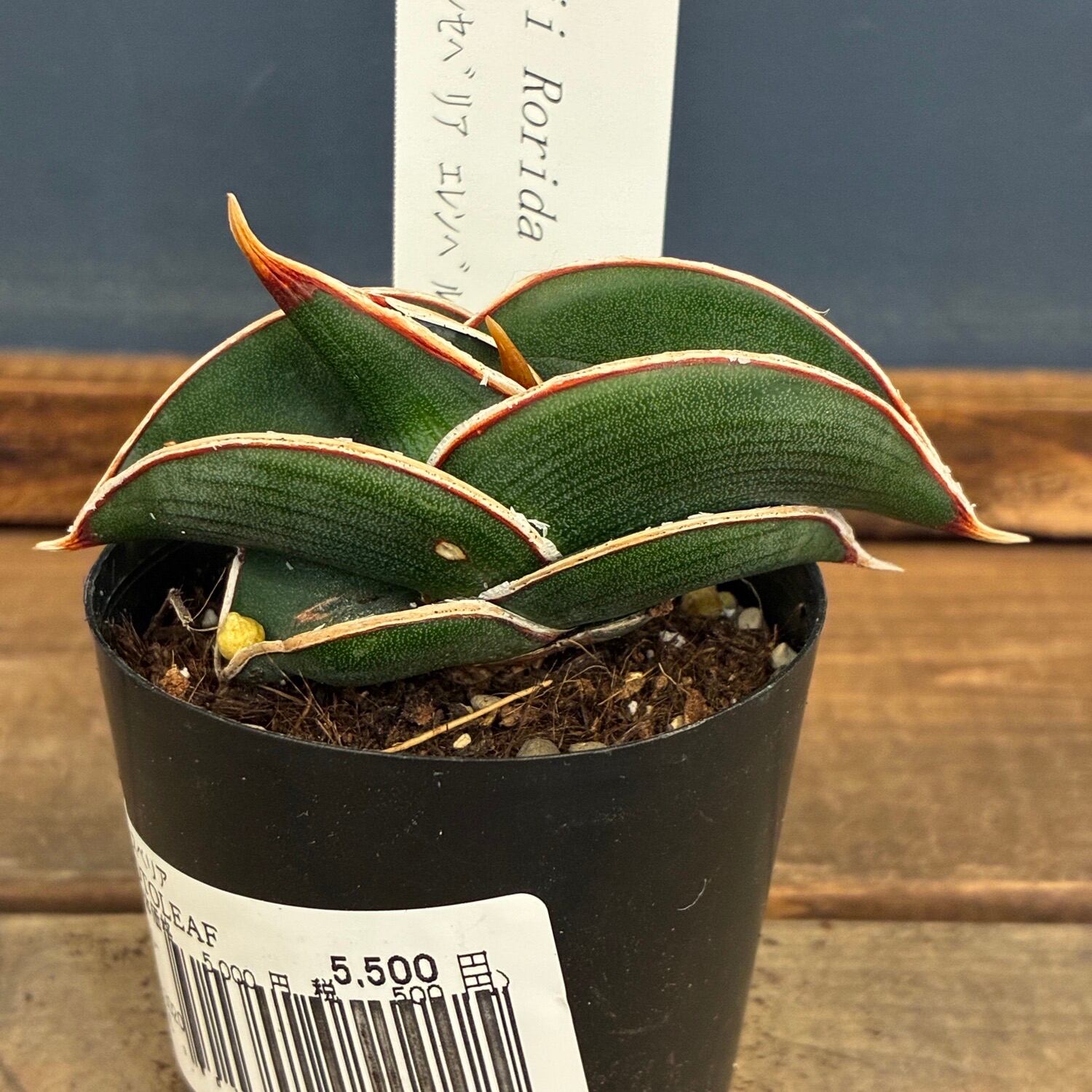 UJ】ビカクシダ ジェイドガール P. willinckii 'Jade Girl' spore 板