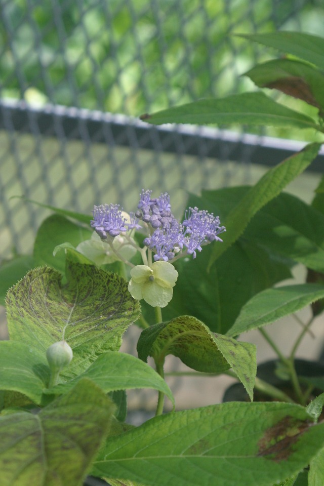 タマアジサイ　ミドリガク（玉紫陽花　緑額）７．５ｃｍ〜９ｃｍポット【低木】【アジサイ】の画像