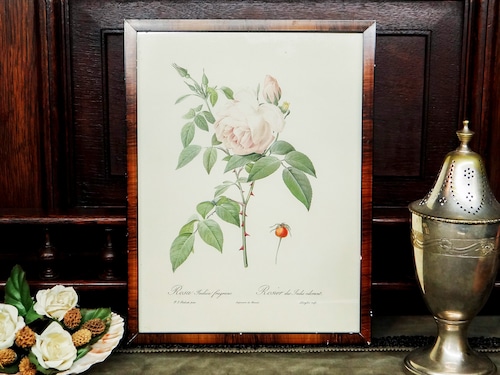 【Vintage】ピエール＝ジョゼフ・ルドゥーテ 植物画 バラ Rosa indica fragrans/f081B
