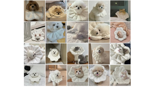 エリザベスカラー　(LAVENDER)