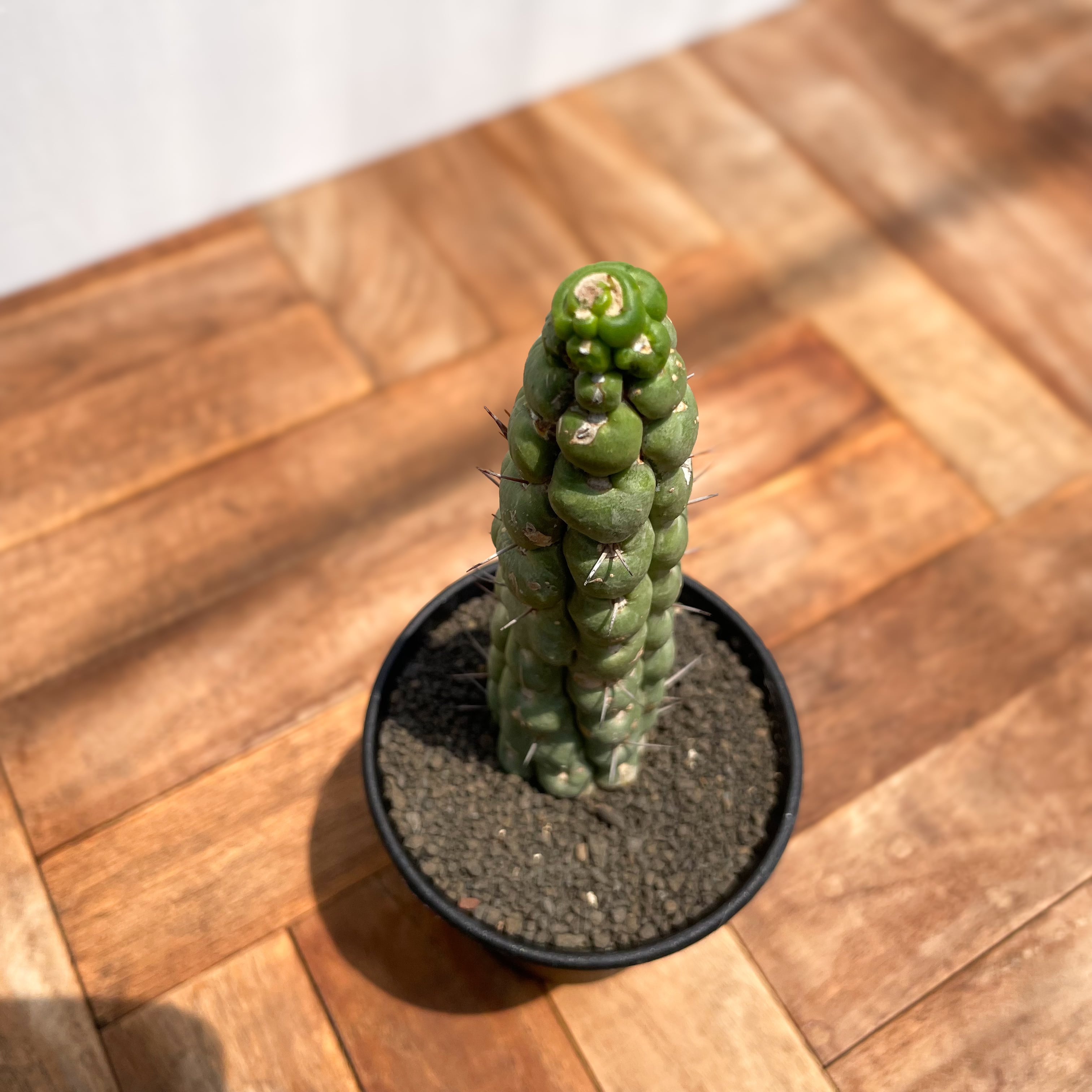Eulychnia castanea f. spiralis 【ユーリキニア・カスタネア