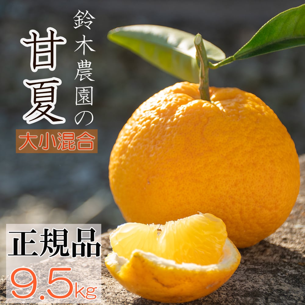 蔵出しみかん通販｜昔ながらのみかん 鈴木農園