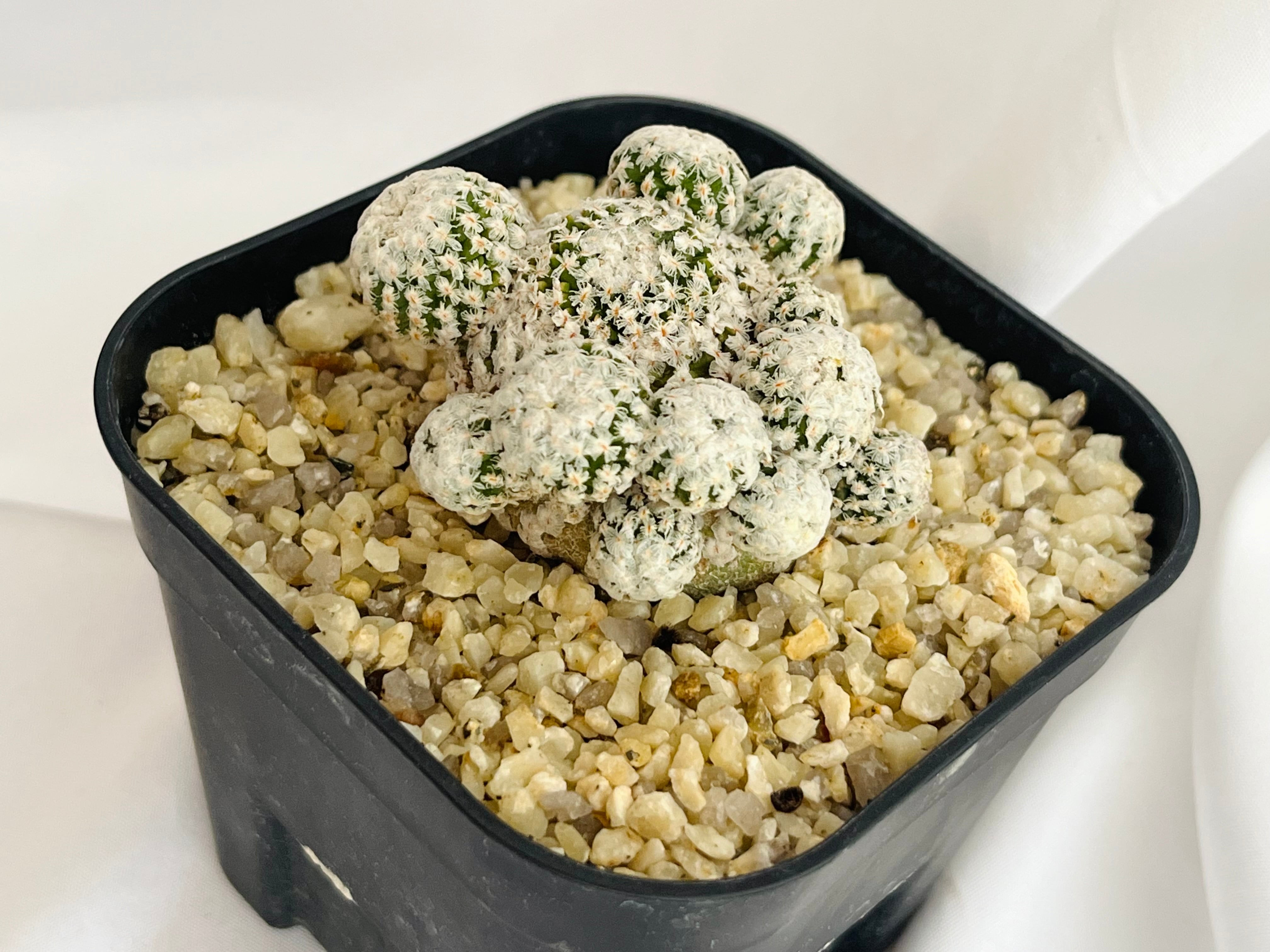 Turbinicarpus valdezianus ツルビニカルプス スーパーバラ丸 サボテン